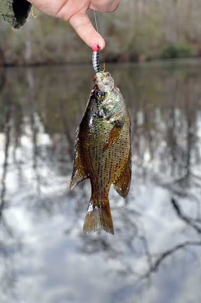 Many novice anglers mistake a flier for a crappie.