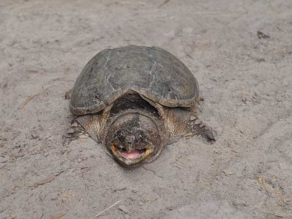 A snapping turtle is a tough customer. Their strike is faster than that of a venomous snake and anything that gets inside its mouth is lost. If you don't know how to handle a snapper safely, do not attempt to capture it!  