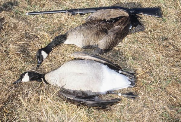 Canada goose with bands