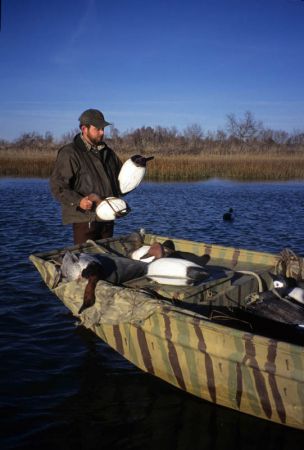 Canvasback,  hunter with decoys