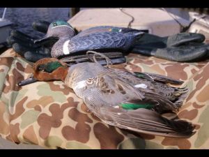 Green-winged teal and decoy