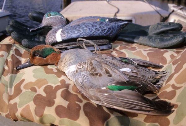 Green-winged teal and decoy