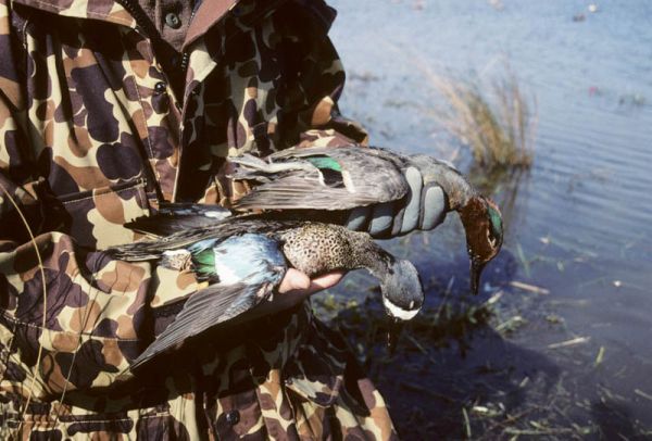 Blue- and green-winged teal 3