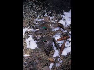 green-winged teal in snow
