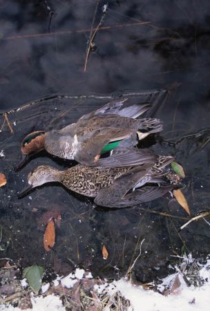 Green-winged teal on ice